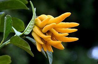 佛手直接吃 -佛手瓜,天然美味，直接食用的健康佳品