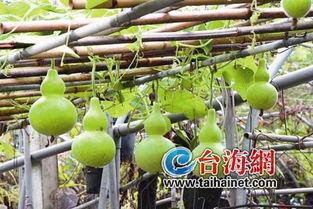 糖人可吃葫芦瓜吗,葫芦瓜可否成为甜蜜诱惑的伴侣？