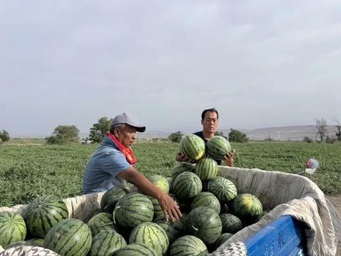 国乙委托吃瓜,揭秘娱乐圈背后的秘密与真相