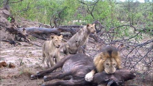 狮子吃瓜吗,揭秘野生动物的饮食习惯