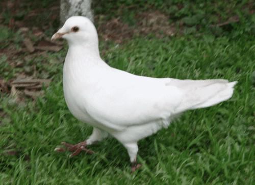 小鸽子吃瓜,趣味横生的夏日趣事