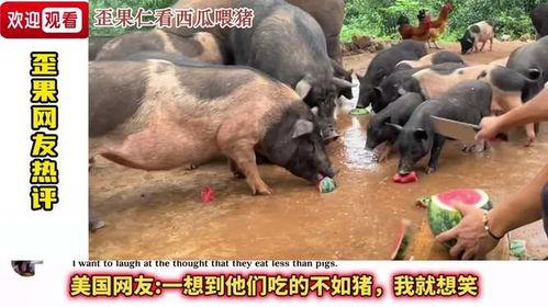 什么瓜给猪吃,揭秘“什么瓜给猪吃”的奥秘