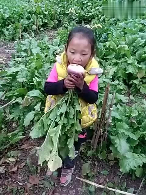 香草妹妹吃瓜,香草妹妹的瓜田奇遇记