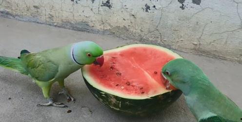 鹦鹉可以吃瓜怎么,瓜果新宠的甜蜜诱惑