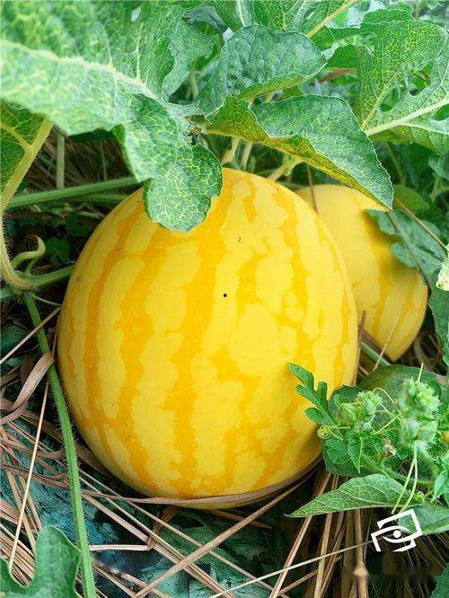 美人吃瓜,揭秘娱乐圈的甜蜜与苦涩