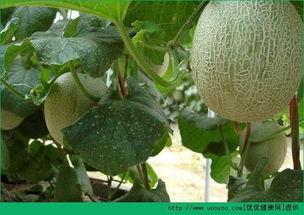 蜘蛛吃哈密瓜吗,揭秘它们是否享用哈密瓜
