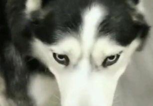 哈士奇坐等吃瓜,诠释宠物界的“懒洋洋”生活态度