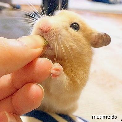 涿州指尖吃瓜鼠,揭秘网络红人的崛起之路