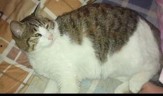 吃瓜群众素材猫咪,猫咪版娱乐圈风云录