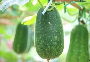 瓜队吃瓜群众一枚