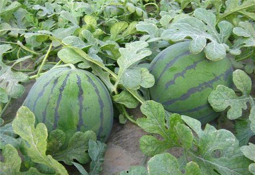 大龙在民间吃瓜,民间吃瓜背后的故事与传说