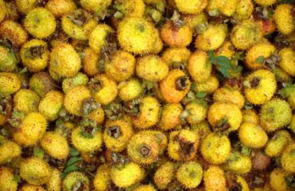 刺梨吃瓜孕妇可以吃吗,安全与营养两不误