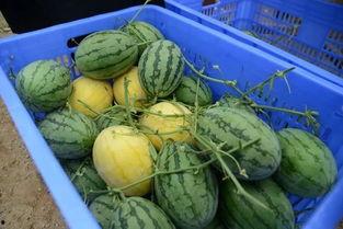 广西吃群瓜,探寻群瓜美食之旅