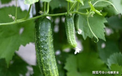 大家去哪里吃瓜,共享吃瓜乐趣