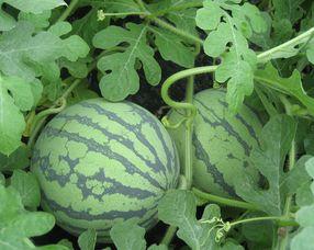 怀孕可以吃瓜花,瓜花美食，营养美味两不误
