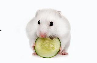 仓鼠可以吃西洋瓜吗,西洋瓜在仓鼠食谱中的地位