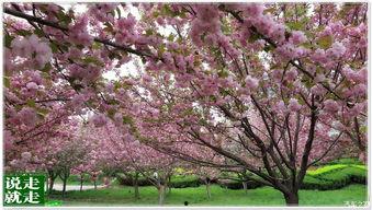 吃瓜樱花版234,揭秘234背后的故事与真相