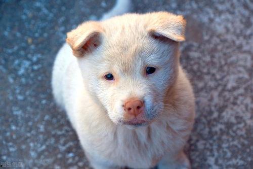 幼犬可吃土瓜吗,幼犬可食用土瓜吗？营养与安全解析