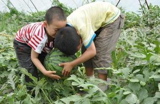 最新缅北吃瓜事件,最新“吃瓜”事件揭秘