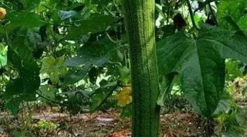 虫子吃瓜,瓜果盛宴中的自然奇观