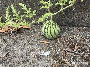 转楼吃瓜,揭秘吃瓜群众的狂欢盛宴