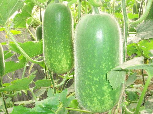 晚安吃瓜视频大全,揭秘热门视频大全