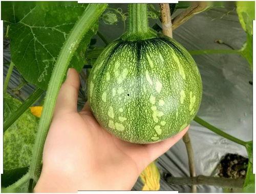 广东科贸吃瓜,吃瓜群众见证校园风云