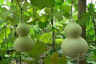 好多的葫芦瓜怎么吃,解锁家常美味新境界