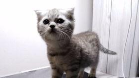 吃瓜小号喵,揭秘娱乐圈那些事儿