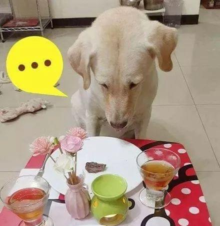 小狗儿吃贝贝瓜,小狗儿与贝贝瓜的甜蜜邂逅